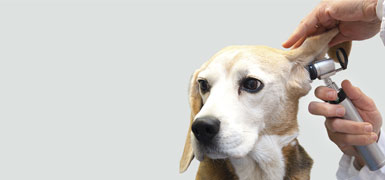 cms-banner1